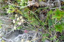 Pimpinella niitakayamensis Hayata resmi