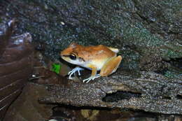 Image of Pristimantis zeuctotylus (Lynch & Hoogmoed 1977)