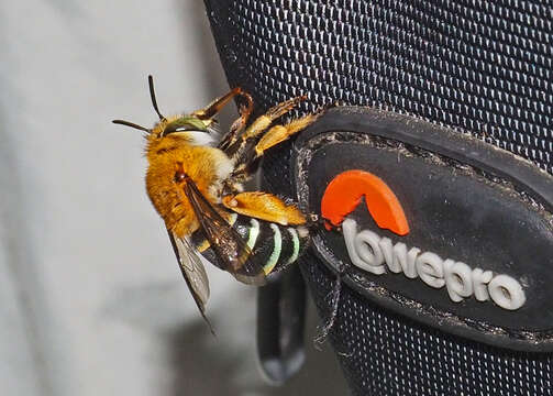 Image of Australian Banded-Digger