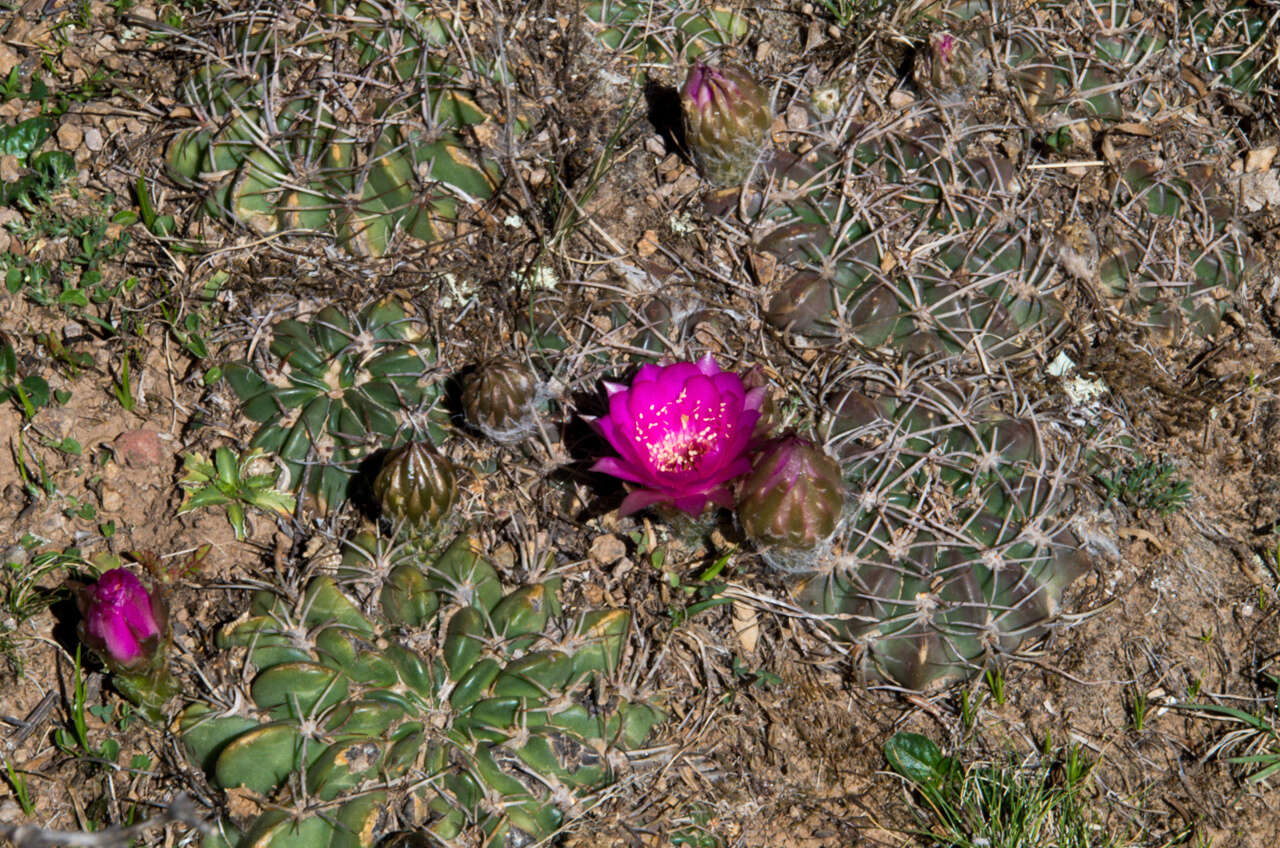 Image of Echinopsis pentlandii (Hook.) Salm-Dyck ex A. Dietr.