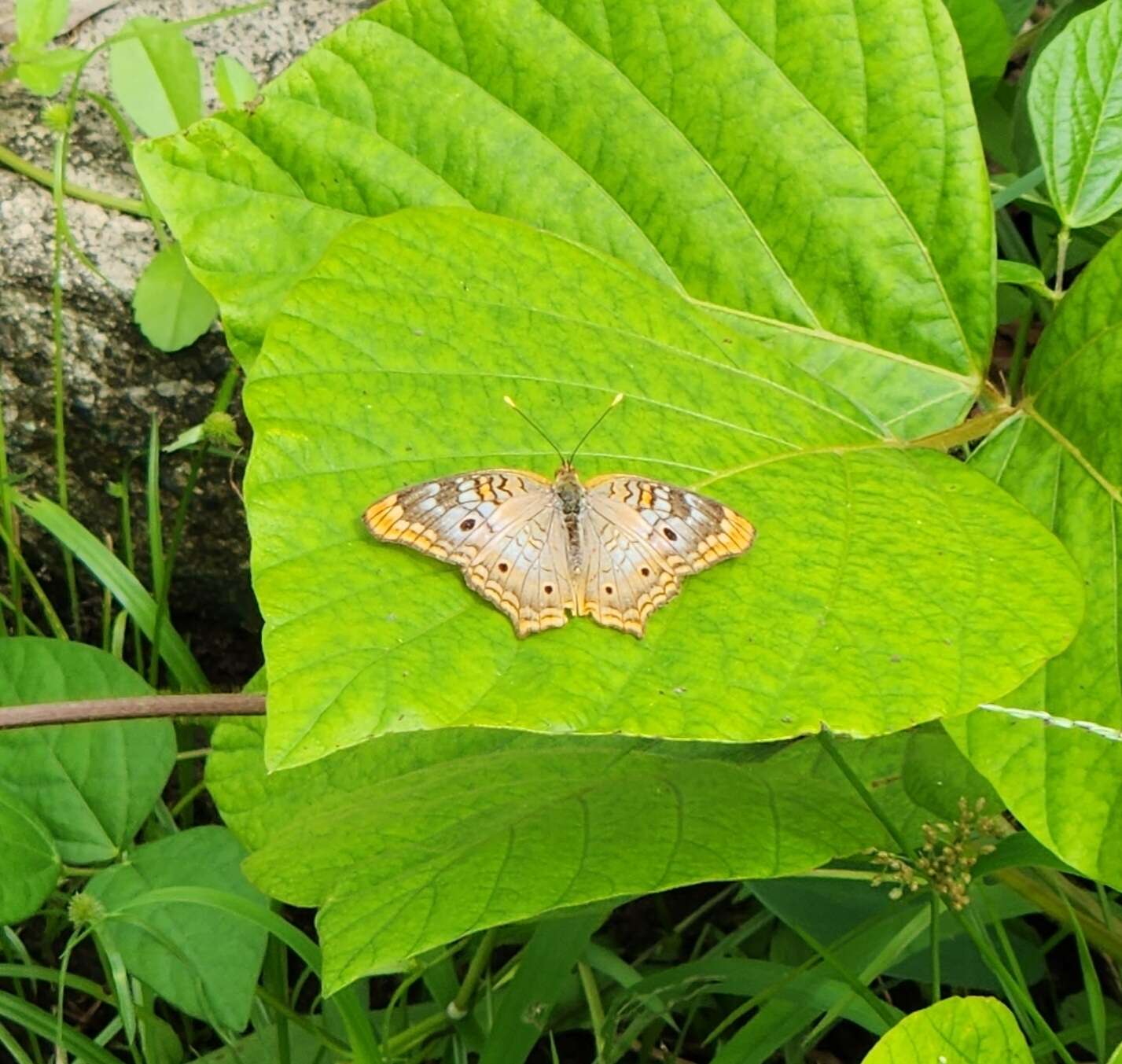 Plancia ëd Anartia jatrophae semifusca Munroe 1942