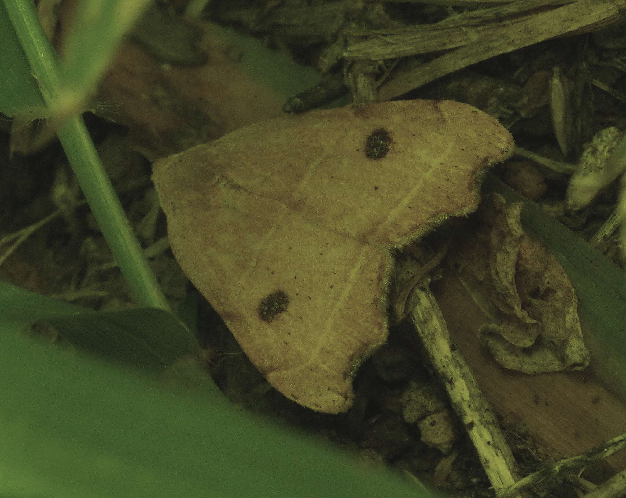 صورة Hondryches phalaeniformis Guenée 1852