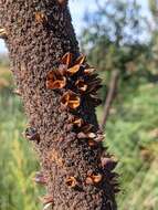 Image of Xanthorrhoea resinosa Pers.