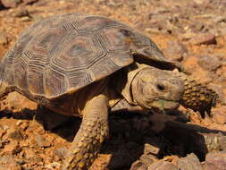 Image of Gopherus evgoodei Edwards, Karl, Vaughn, Rosen & Meléndez-Torres