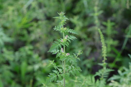 Image of Phtheirospermum japonicum (Thunb.) Kanitz