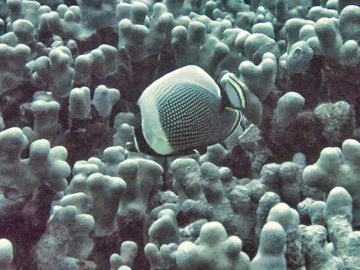 Image of Black Butterflyfish