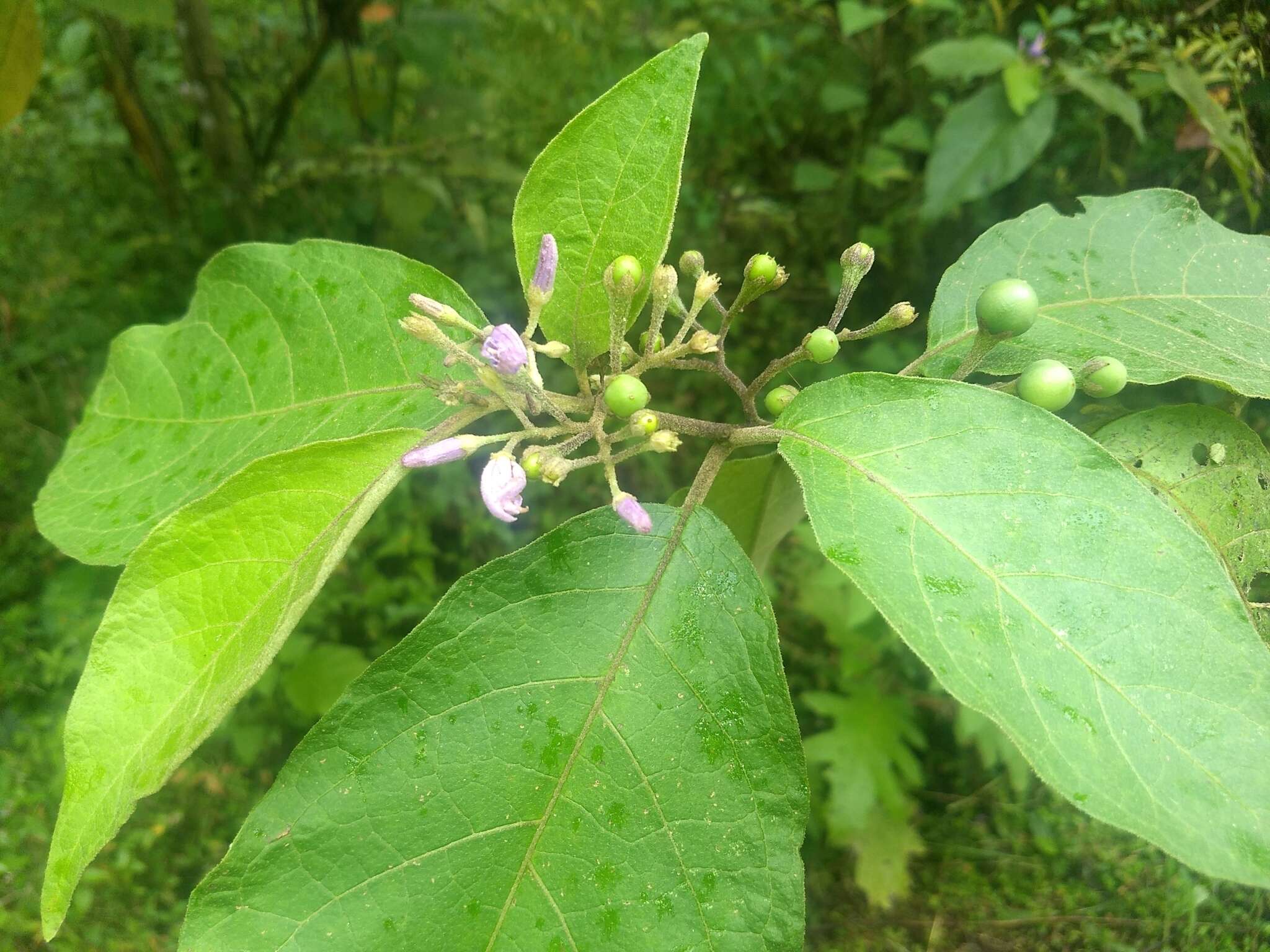 صورة Solanum ovalifolium Humb. & Bonpl. ex Dun.