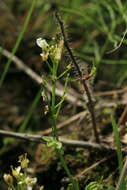 Imagem de Cardamine prorepens Fisch.