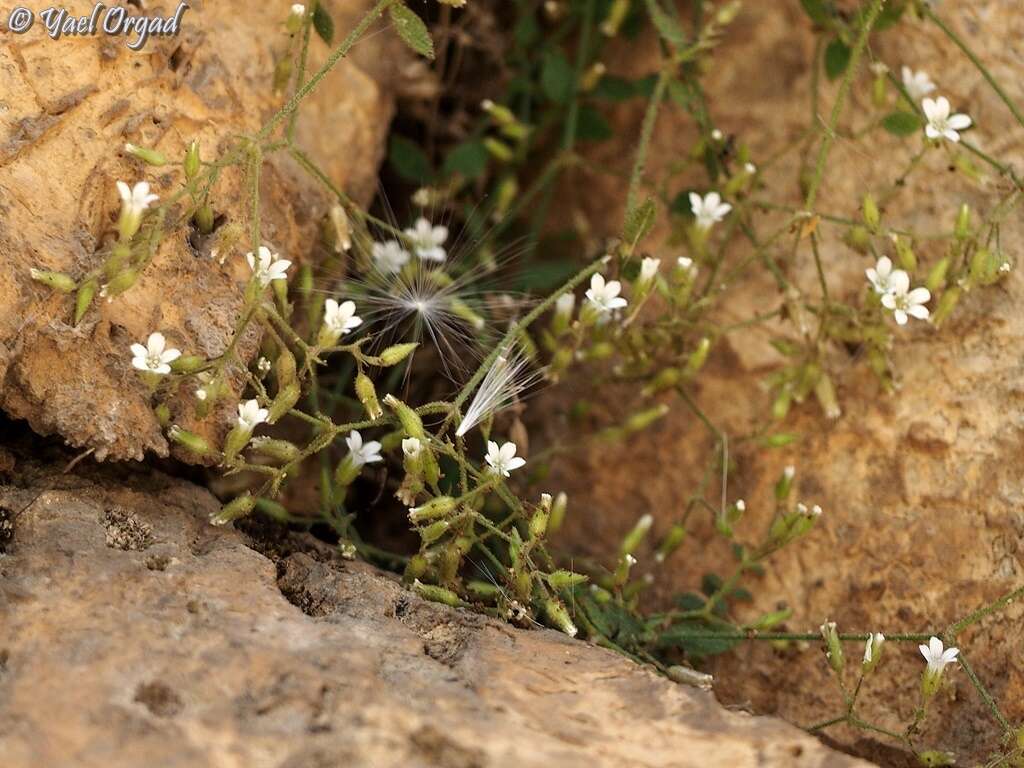 Image of Arenaria deflexa Decne.