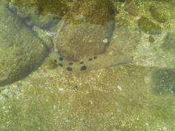 Image of Black sea cucumber