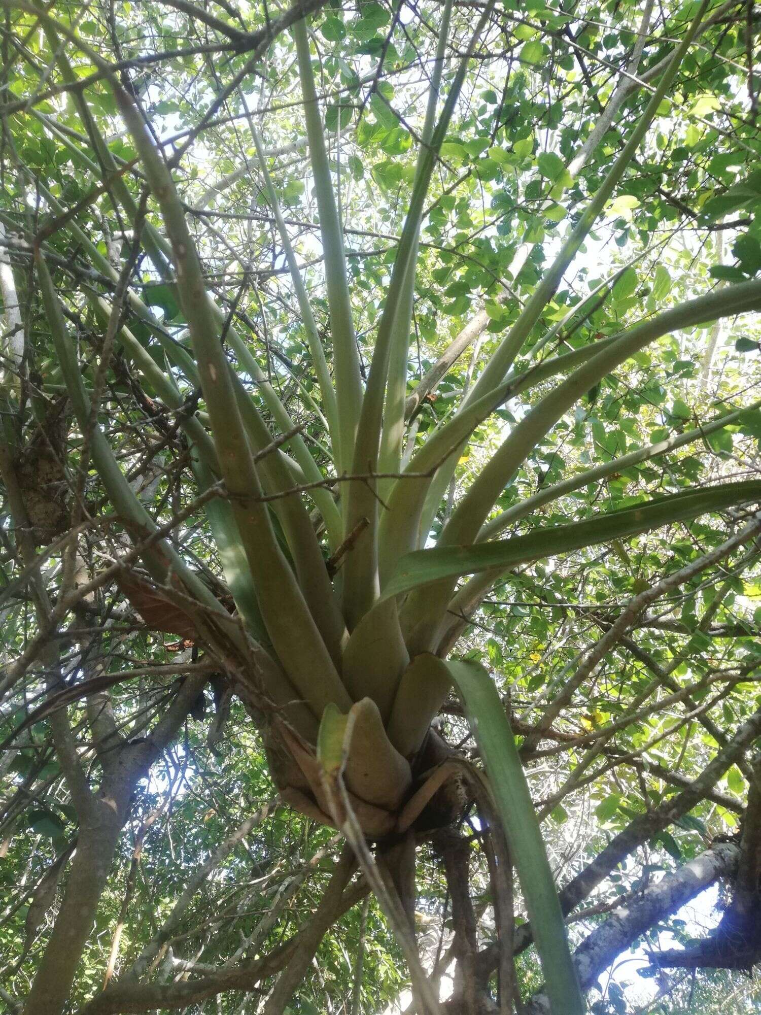 Image of Tillandsia huamelulaensis Ehlers