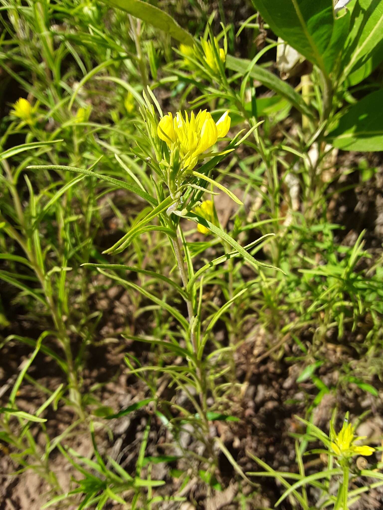 Image of Tolmie's owl's-clover