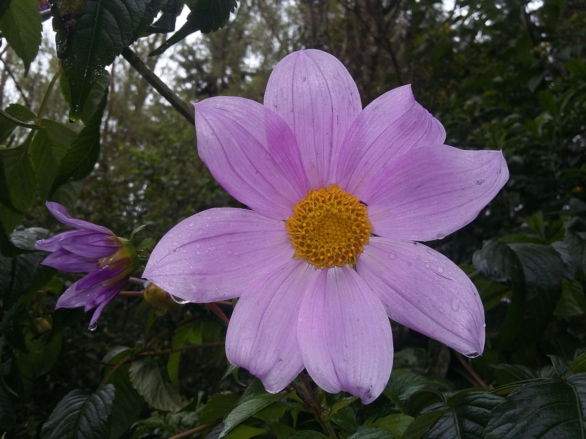 Image of Tree dahlia