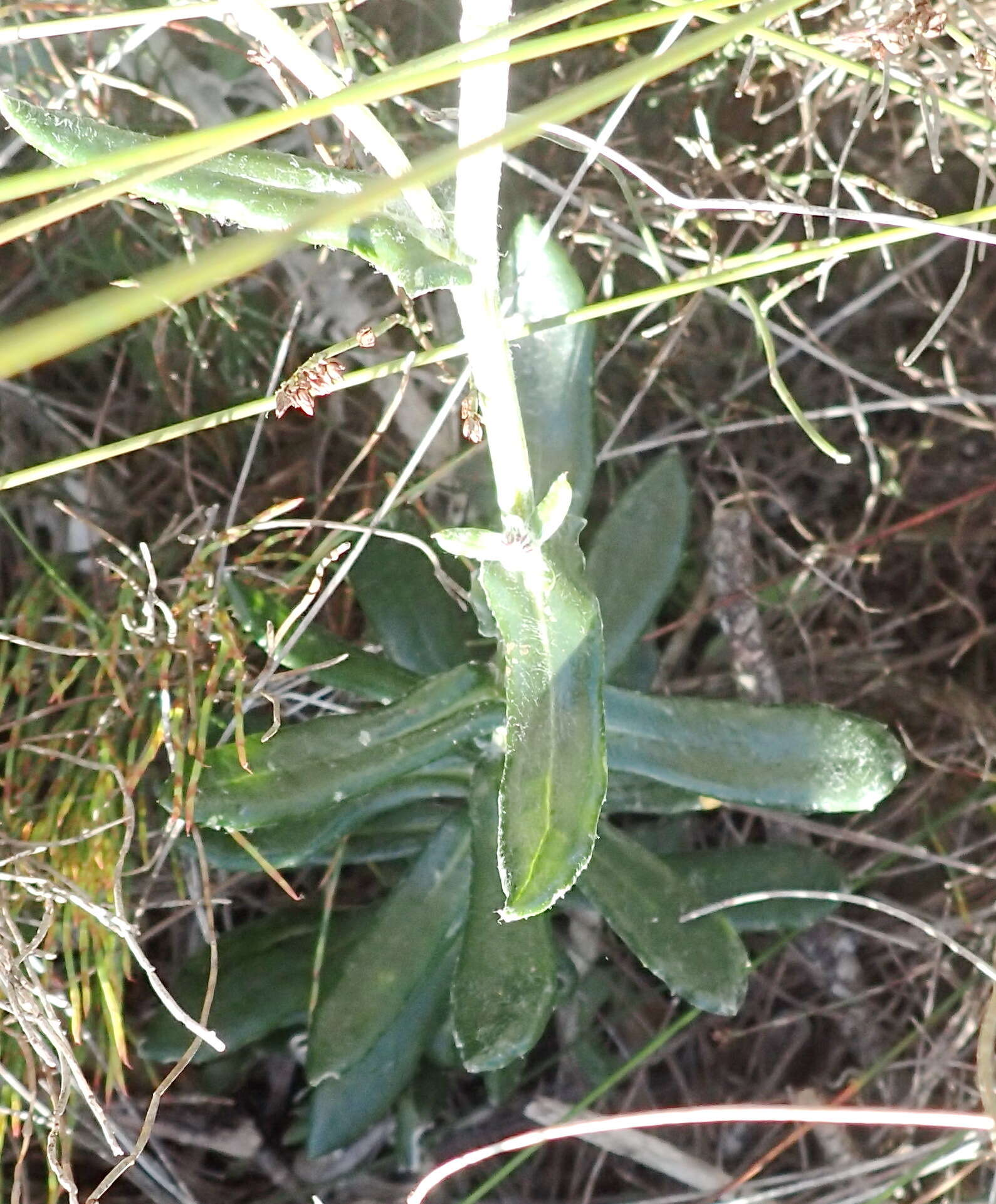 Plancia ëd Senecio arniciflorus DC.