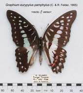 Graphium eurypylus (Linnaeus 1758) resmi