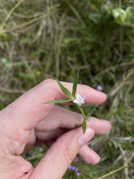 Imagem de Hexasepalum apiculatum (Willd.) Delprete & J. H. Kirkbr.