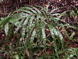 Plancia ëd Pteris umbrosa R. Br.