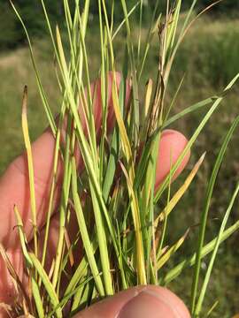 Image of Ring-Seed Rush