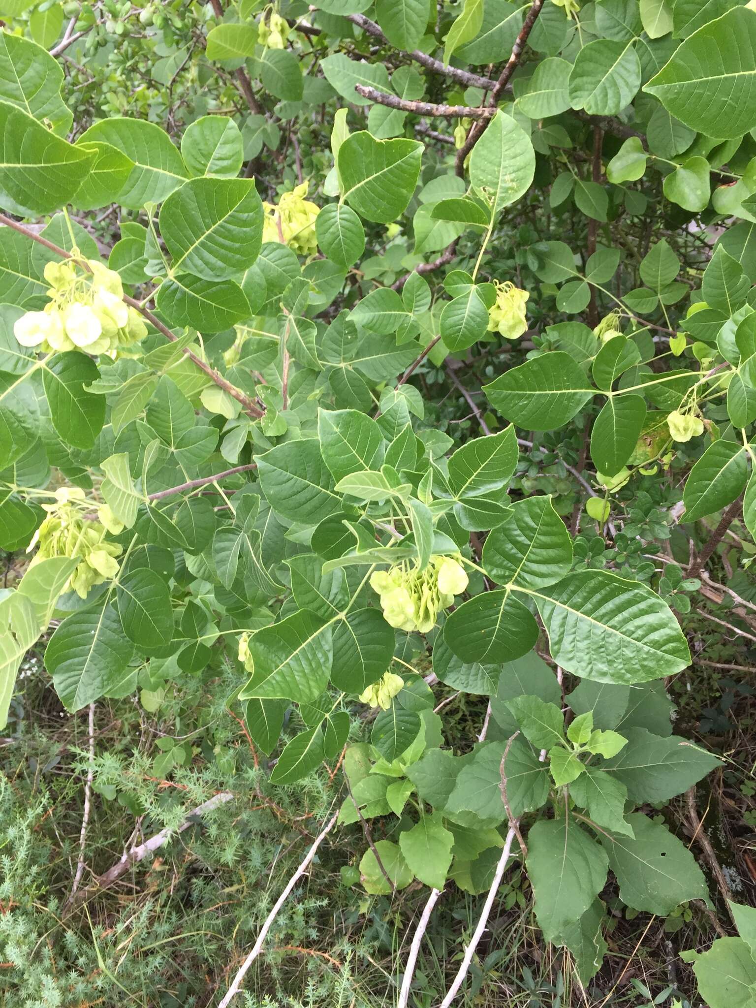 Image of Ptelea trifoliata var. mollis Torr. & Gray