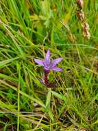 Imagem de Gentianella lutescens (Velen.) J. Holub