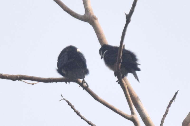 Image of Bornean Falconet