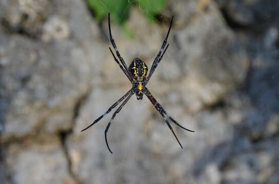 Image of Garden spider