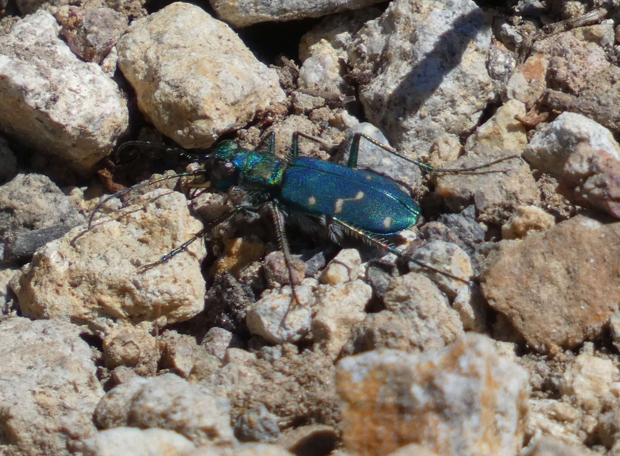 Image of Cicindela (Cicindela) depressula depressula Casey 1897