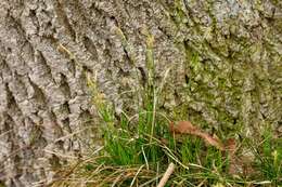 Image de Carex alba Scop.