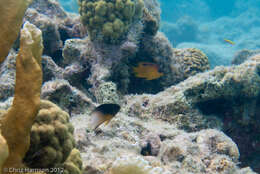 Image of Honey Damselfish