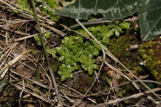 Imagem de Sedum litoreum Guss.