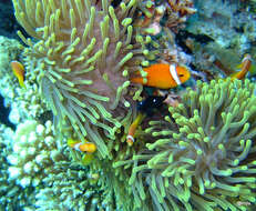Image of Maldive anemonefish