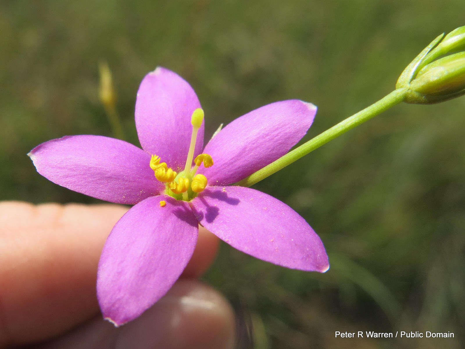 Image of Dwarf chironia