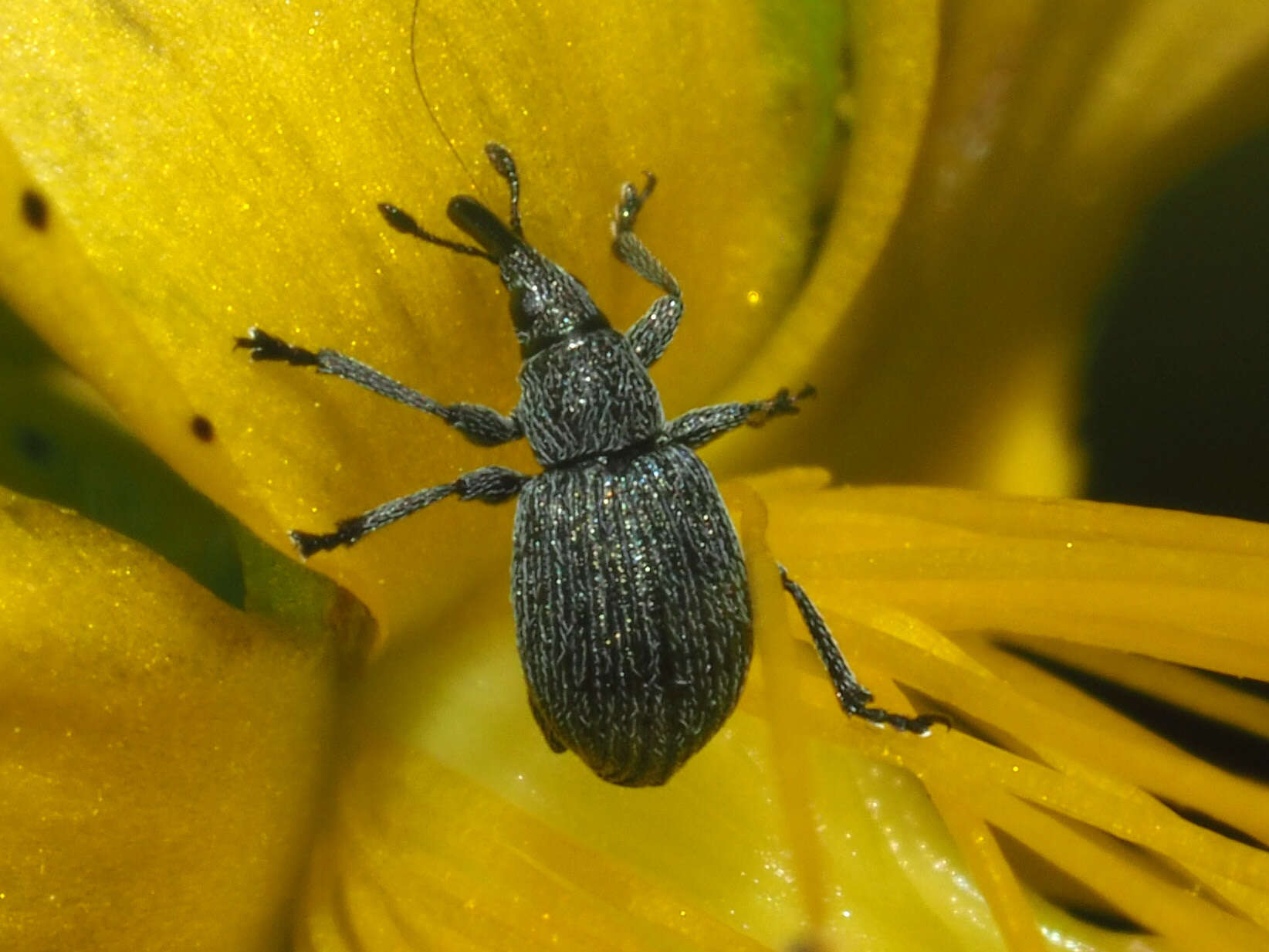 Image of Pseudoperapion brevirostre (Herbst 1797)