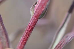 Image of longleaf Indian paintbrush