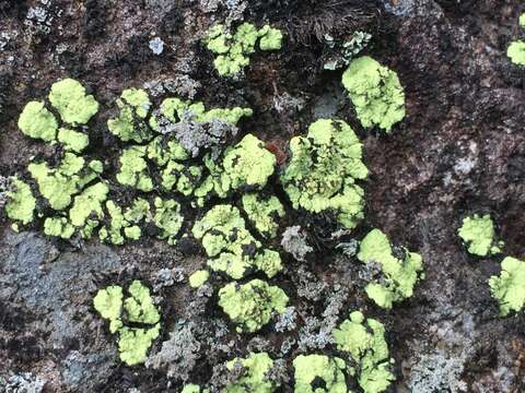 Image of alpine arthrorhaphis lichen