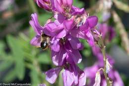 Image of Black-and-gray Leaf-cutter Bee