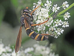 Image de Temnostoma bombylans (Fabricius 1805)