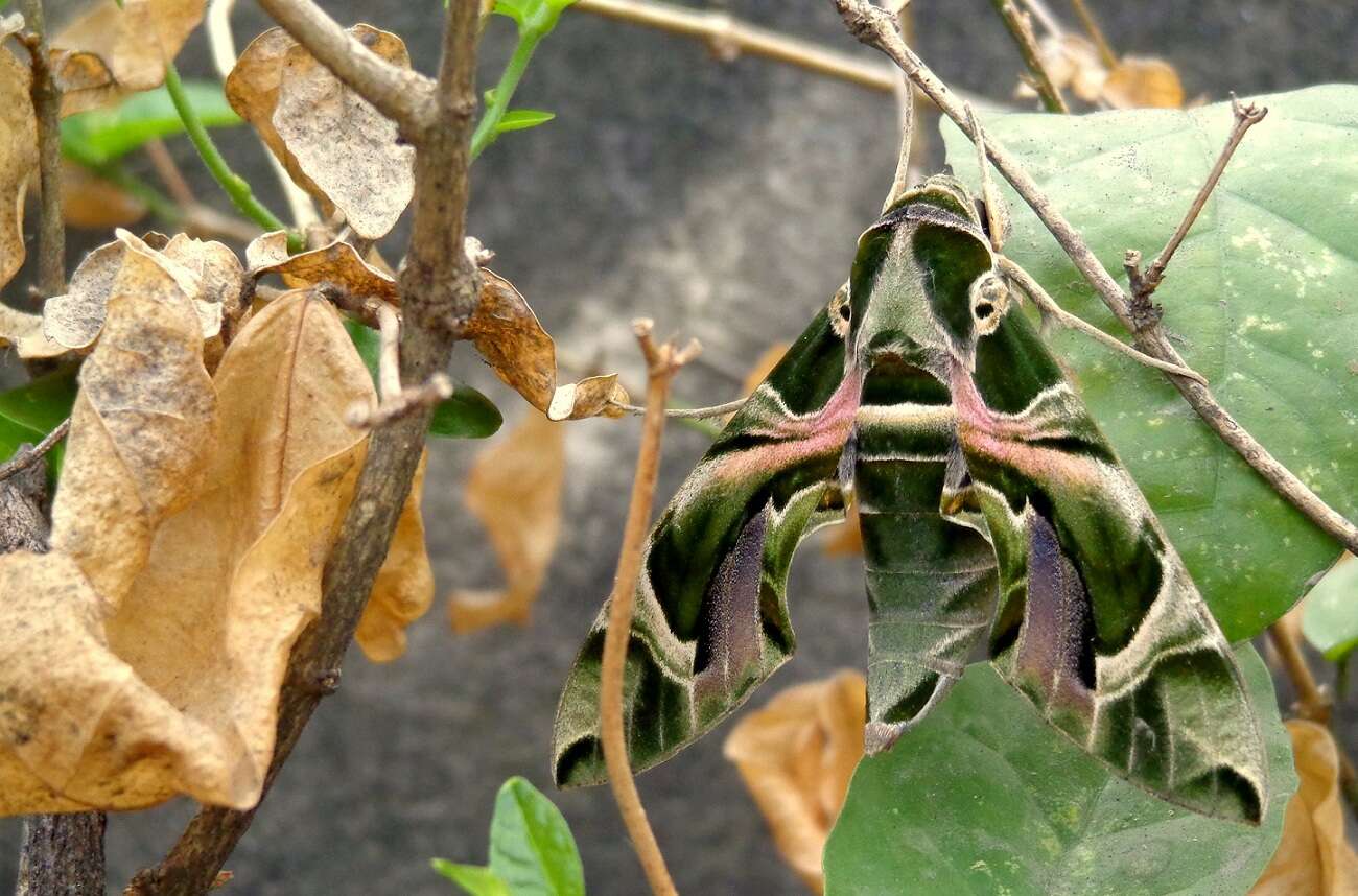 Image of oleander hawk-moth