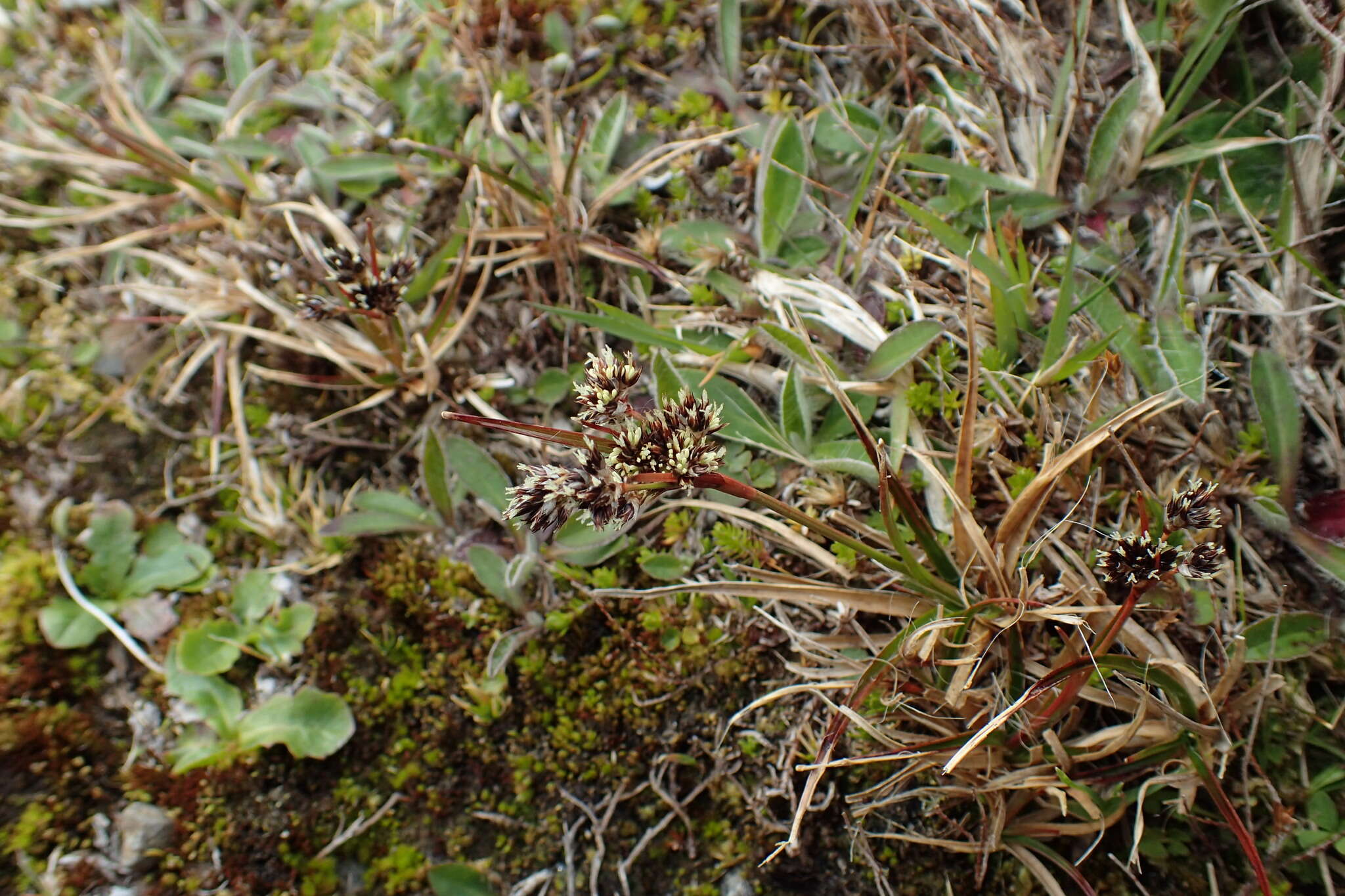 Image of Luzula banksiana var. orina Edgar