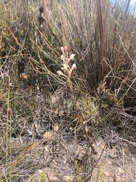 Image of Satyrium eurycalcaratum van der Niet