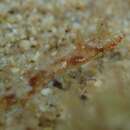 Image of Edmondson&#39;s pipefish