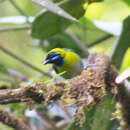 Image of Blue-whiskered Tanager