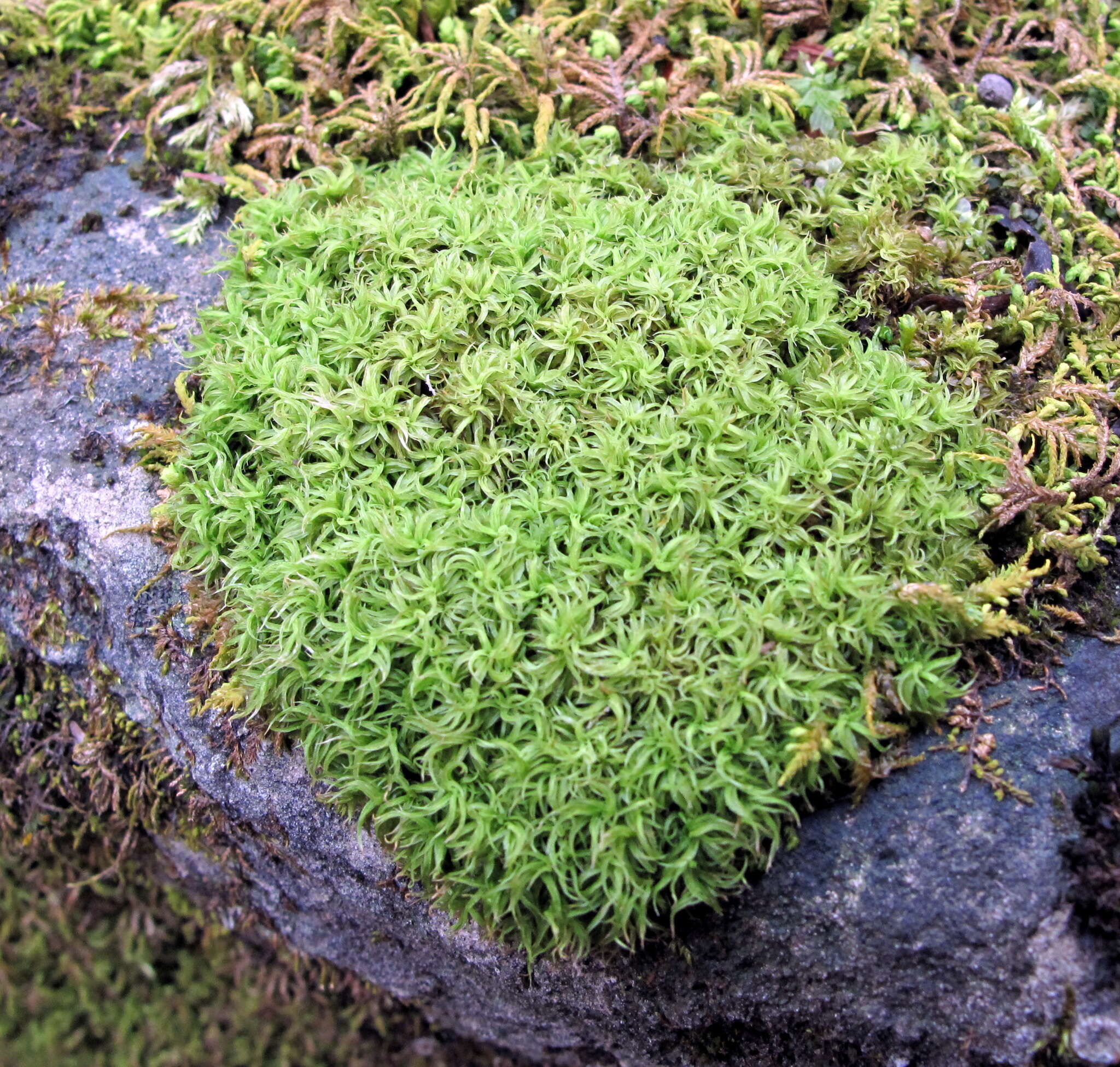 Image of tortured tortella moss