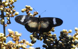 Image de Acraea esebria Hewitson 1861