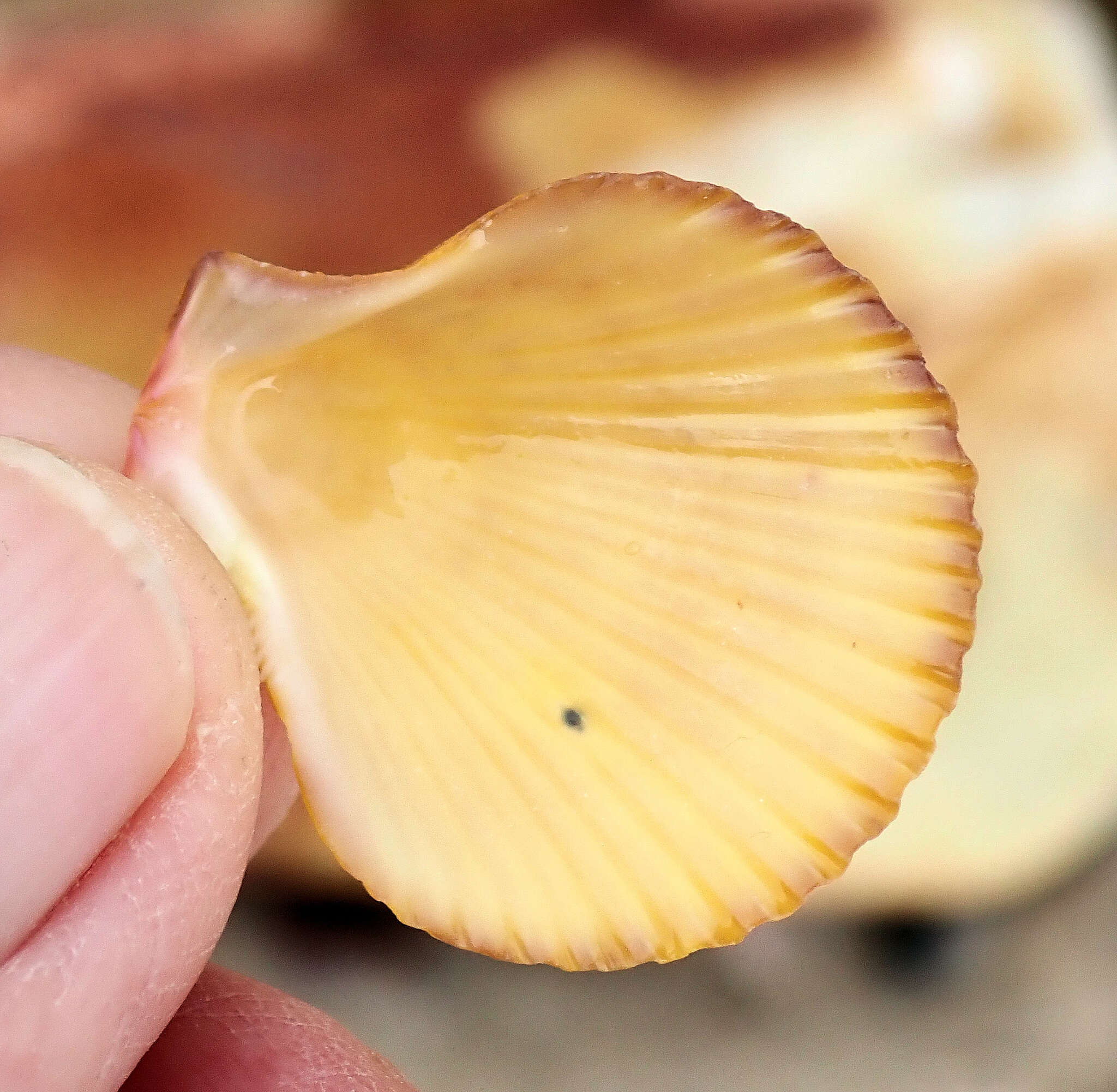 Image of austral scallop