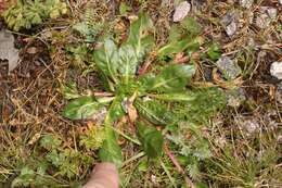 Sivun Oenothera multicaulis Ruiz & Pav. kuva