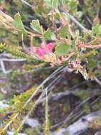 Imagem de Adenanthos cuneatus Labill.