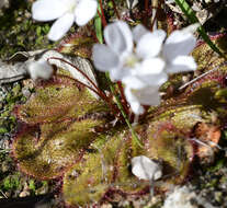 Image of Drosera monantha (Lowrie & Carlquist) Lowrie