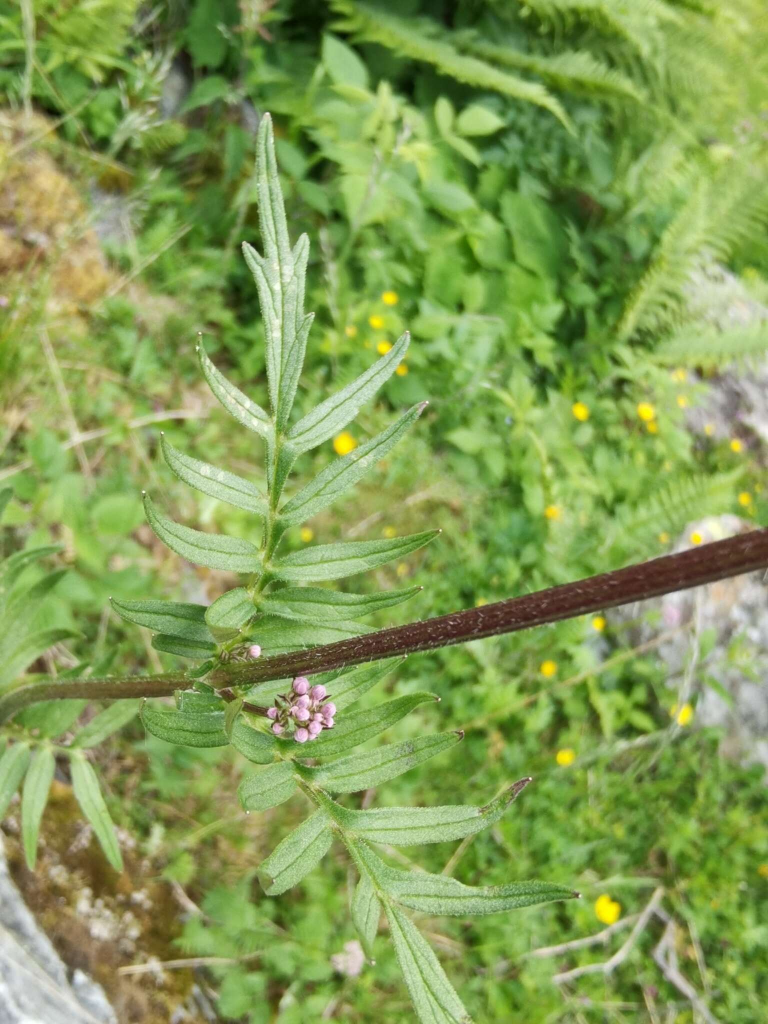 Image of Valeriana stolonifera subsp. angustifolia