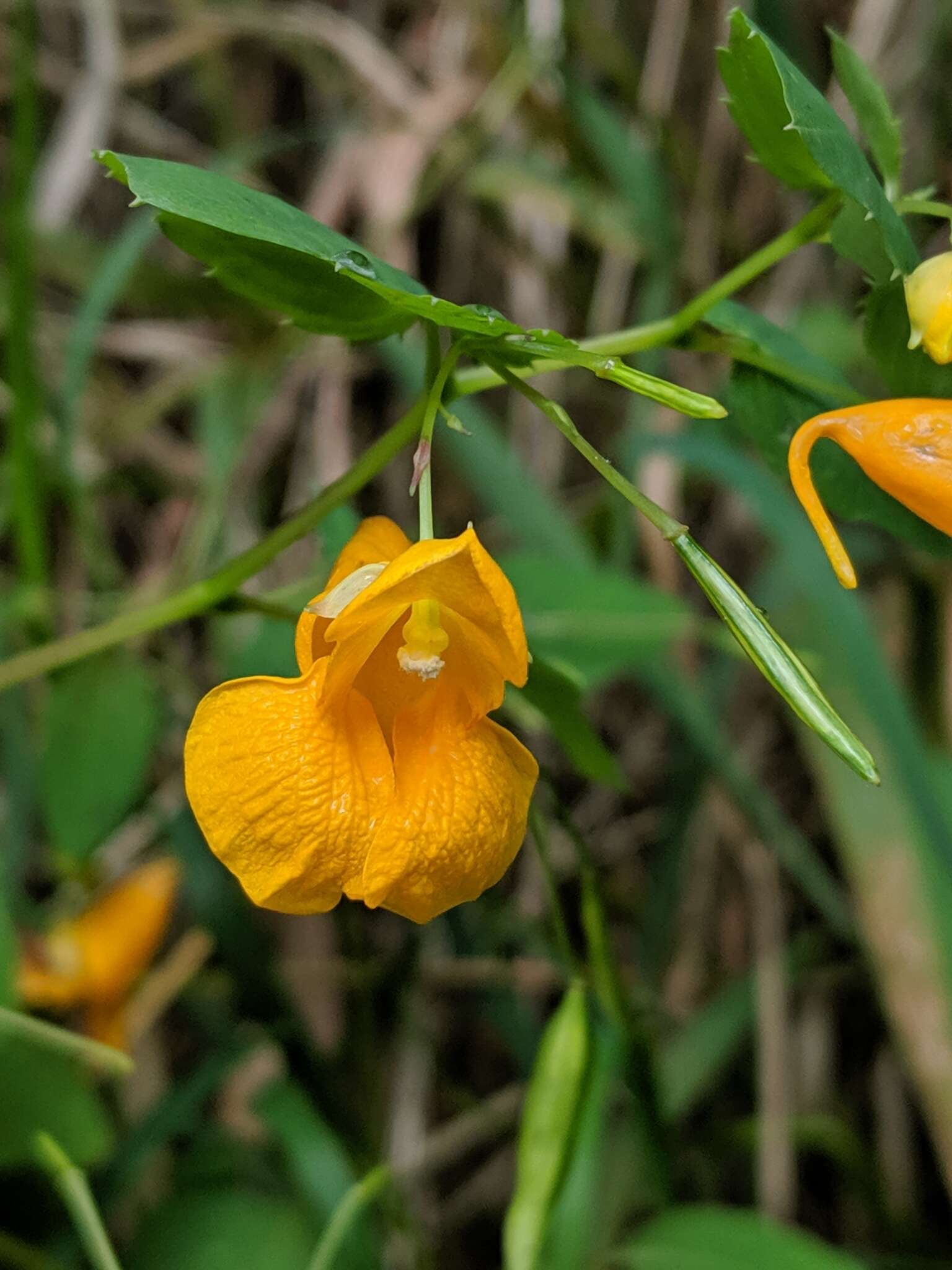 Image of Impatiens pacifica Zika